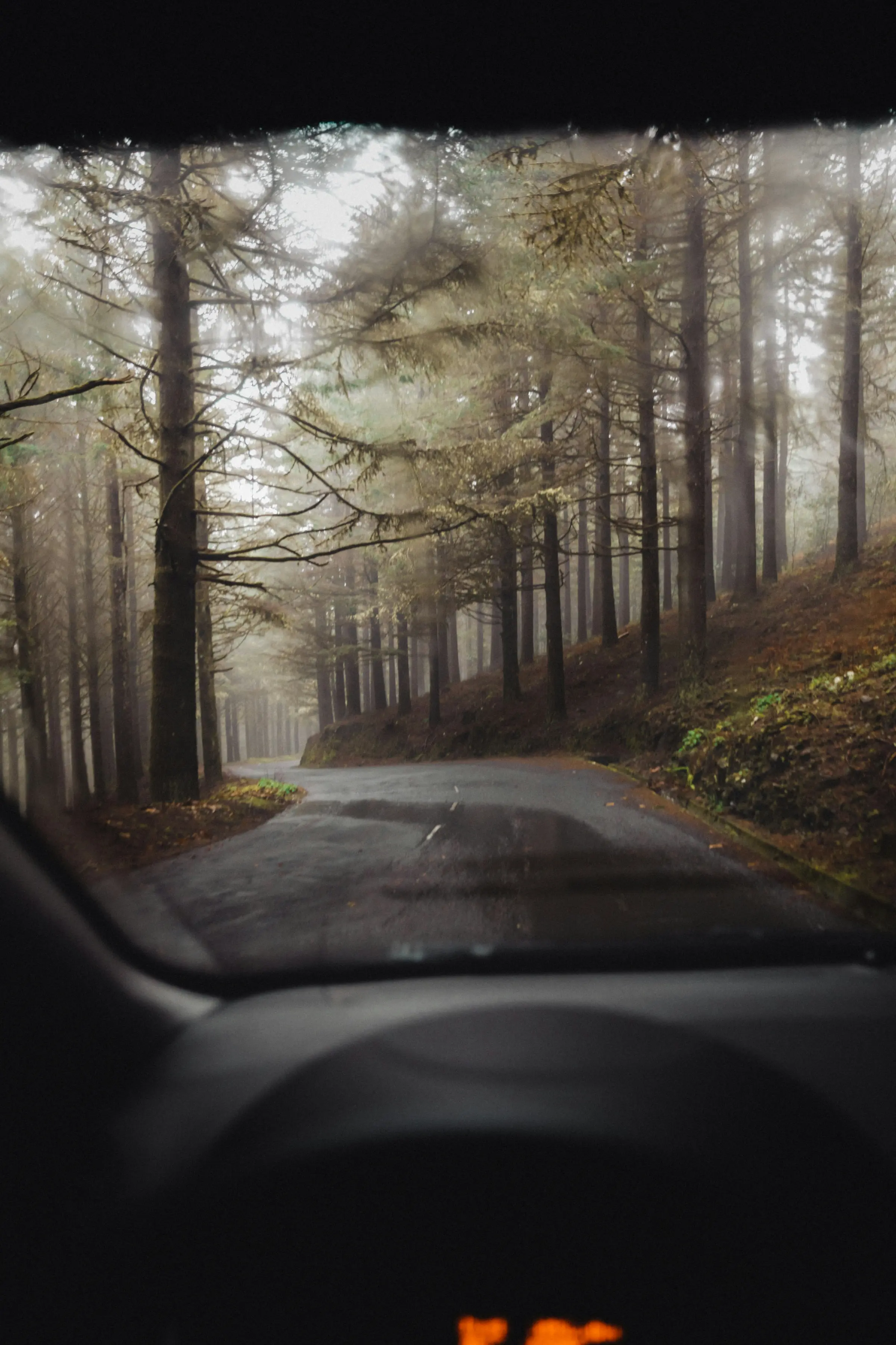 POV from a car driving through a misty laurel forest road in Madeira